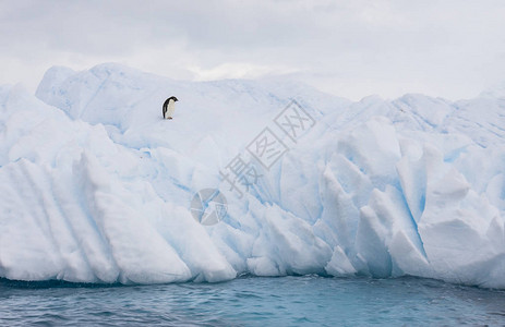 南极半岛海岸外冰山上图片