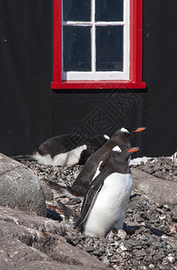 在PortLockroy邮局外筑巢的gentoo企鹅图片