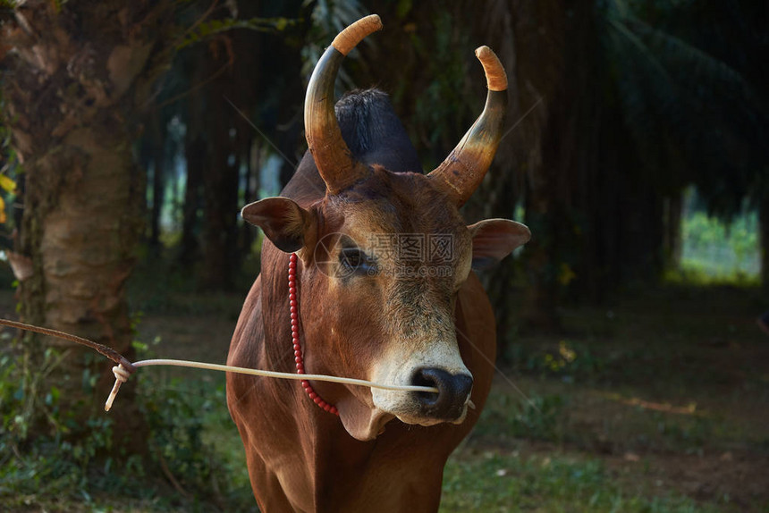 近视着一头棕牛漂亮的颜色角鼻子上有绳子脖子图片