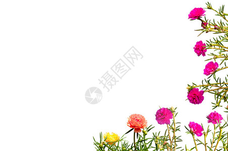 五颜六色的苔藓玫瑰花图片