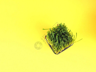浅绿色新鲜草原在黄色背景的塑料盒中发芽横向视图图片