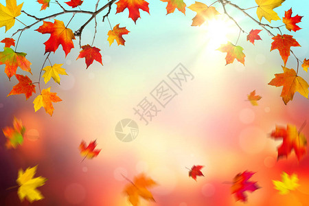秋天背景与五颜六色的落叶和阳光图片