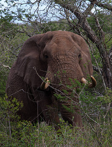 非洲大象LoxodontaAfricana在南非夸祖鲁纳塔尔图片