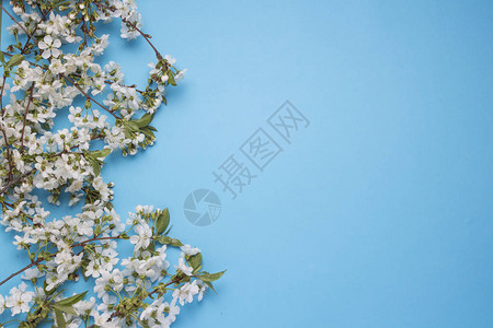 蓝色背景上的春花樱桃平躺顶视图图片