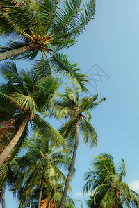在天空背景的暑假期间棕榈树背景图片