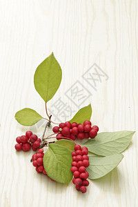 红五味子的枝条成串的成熟五味子有用植物的作物五味子植物的果实在白色背景的背景图片