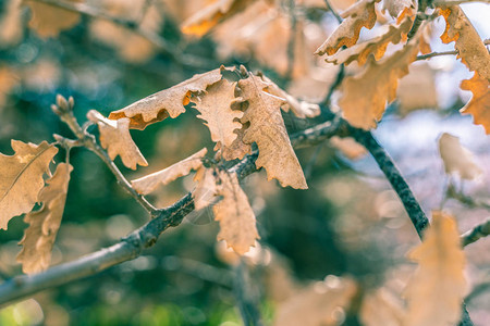 秋天或冬天树枝上的干橡树叶图片