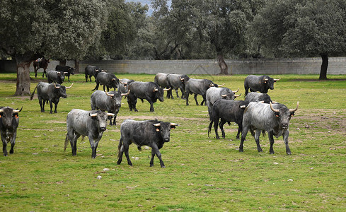 西班牙领域的公牛图片