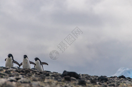 阿德利企鹅Pygoscelisadeliae在南极半岛附近图片