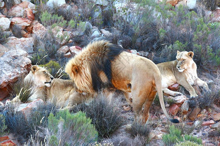 南非开普敦的狮子狩猎之旅图片