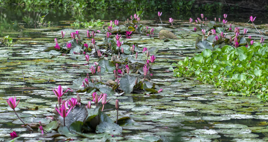 在池塘里开水百合花是美丽的这是一朵代表纯洁图片