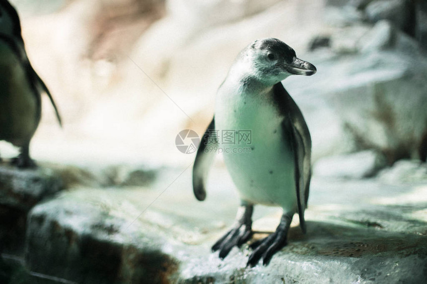 一个动物园里的企鹅盯着镜头看跟背景里的图片