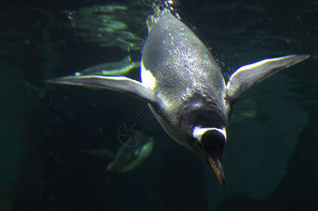 Gentoo企鹅在高清图片