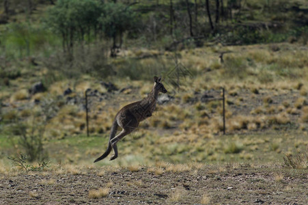 Kangaroo跳进堪培拉澳图片