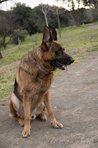 德国牧羊犬在罗马公园走图片