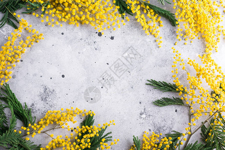 mimosa花架acacia灰石背图片
