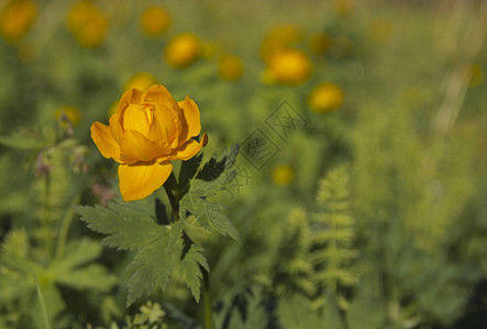 山植物金莲花背景图片