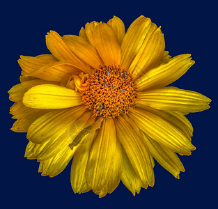 美术静物五颜六色的花卉宏图片