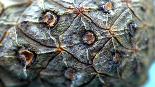 雪松锥皮特写镜头松果的有机天然树皮与木细胞纹理带有所详细切口的树皮图片