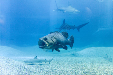 水族馆蓝海中带鲨鱼的巨型石斑鱼背景图片