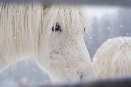 冬天的白马图片