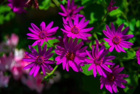 近身粉红色紫菊花在花园图片