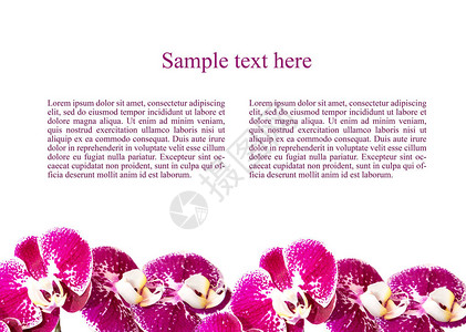 花兰背景与一束鲜花对于博主祝贺卡片横幅Ints图片