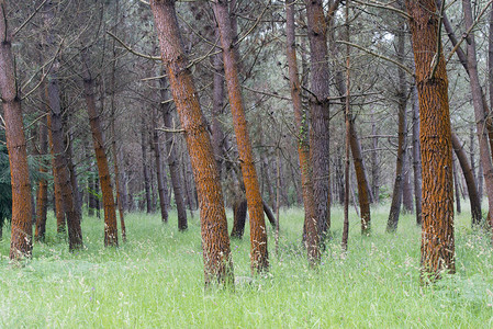 绿草中橙色树皮受损的树木图片