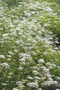 绿草与盛开的白色野花图片