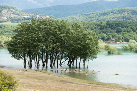 从湖中生长的树木图片