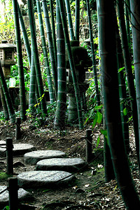 日本花园竹林的小直图片
