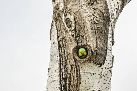 大自然树洞中的绿鹦鹉背景图片