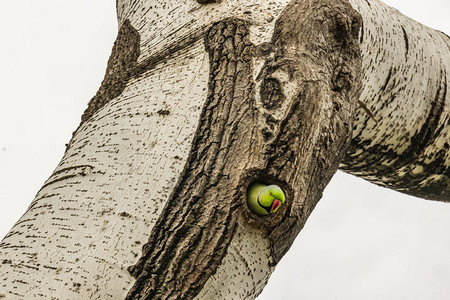 大自然树洞中的绿鹦鹉图片