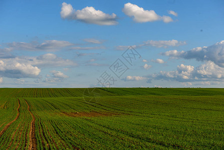 直线的农村绿色耕地晴空下的农业背景图片