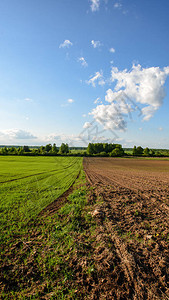 直线的农村绿色耕地晴空下的农业图片