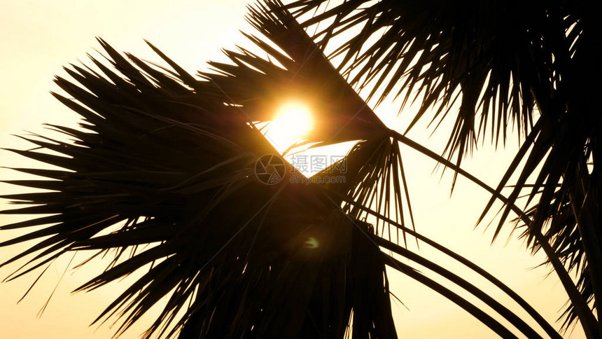 热带日落在日落天空的棕榈树太阳落在热带海滩上金色天空映衬下棕榈叶图片