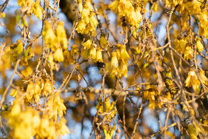 灌木丛上多明亮的九海花黄图片