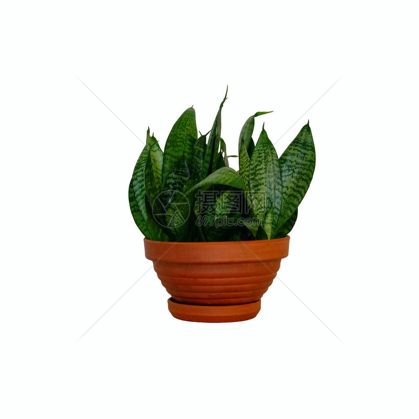 带绿色室内植物的盆栽虎尾兰Hahnii与深绿色的叶子在陶瓷棕色锅图片