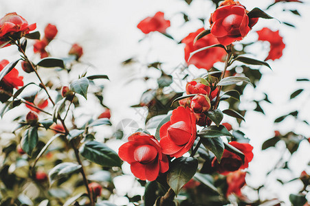 春园中美丽的嫩红山茶花图片