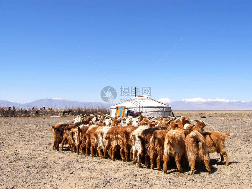 五月蒙古游牧蒙古包和山羊图片