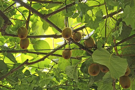 树枝上的Kiwi水果图片