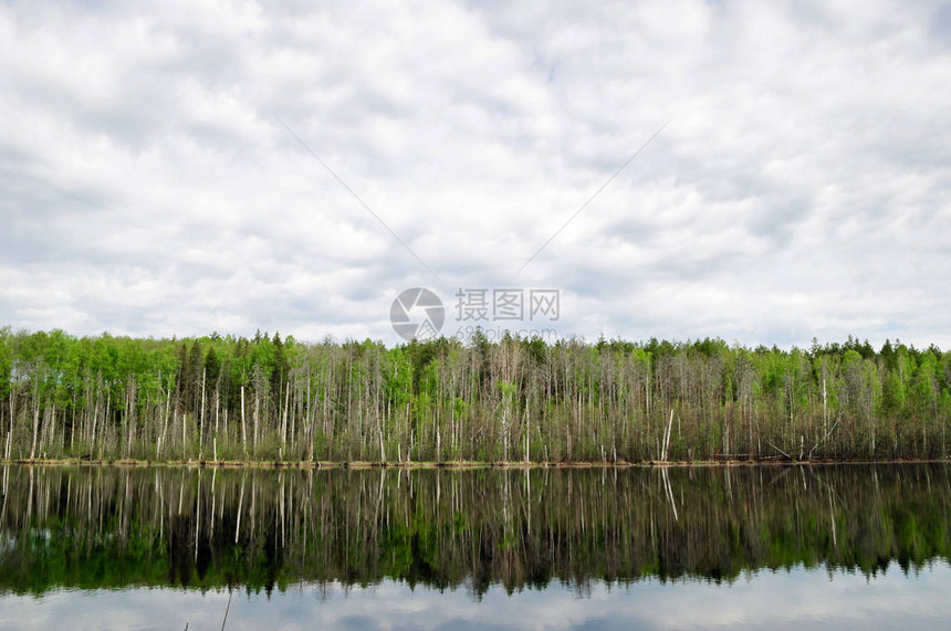 湖上的森林在俄罗斯的泉水中图片