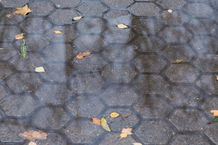 雨后水坑里的秋叶图片