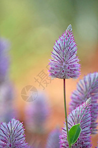 澳大利亚本土紫色Ptilotusexaltatus图片
