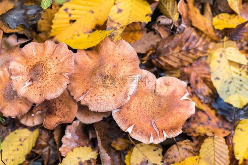 一小片蘑菇秋天树叶覆盖着大地的阿图片
