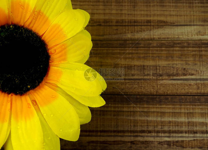 木制背景的黄向日葵关闭复制空图片