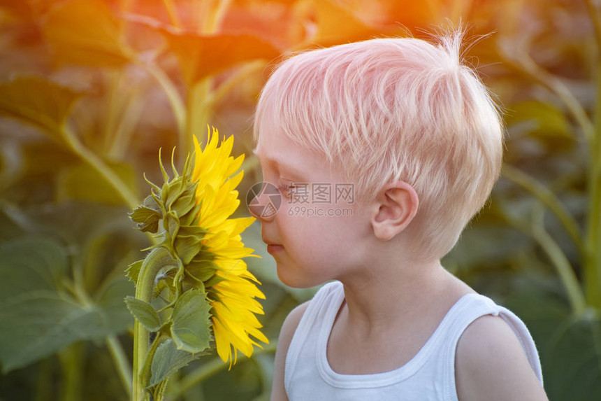 快乐的金发小男孩在阳光明媚的绿地上嗅图片