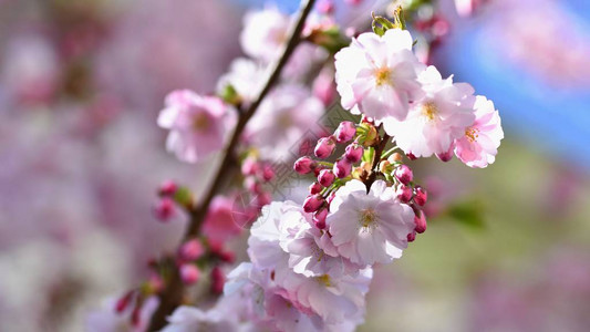 美丽的自然风光与盛开的树和太阳复活节晴天春天的花朵春天的果园图片