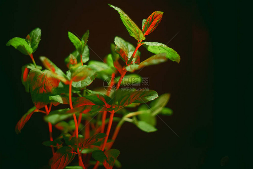 绿色薄荷植物生长背景薄荷在blacj背景上的红色霓虹灯薄荷灌木在图片