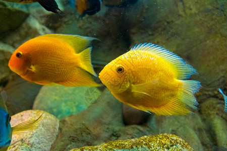 金鲤鱼在水族馆的淡水中游泳图片